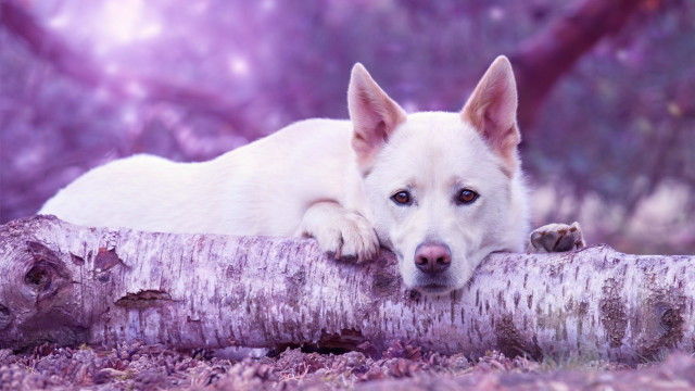 White dog log woods purple free wallpaper - medium preview image