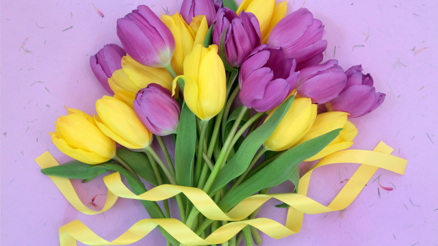 Purple yellow tulips yellow ribbon free wallpaper - medium preview image