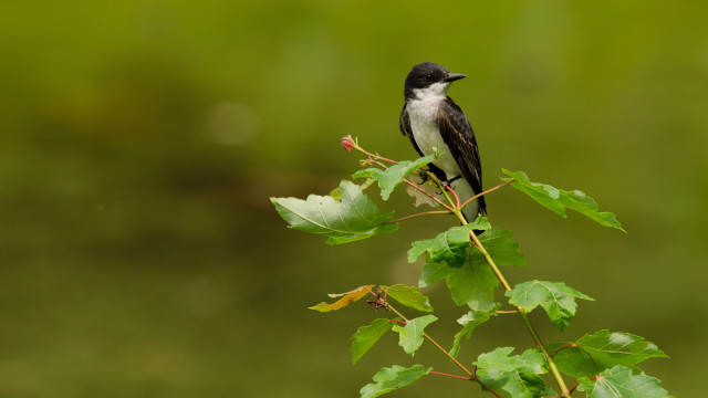 Small bird perched branch leaves free wallpaper - medium preview image