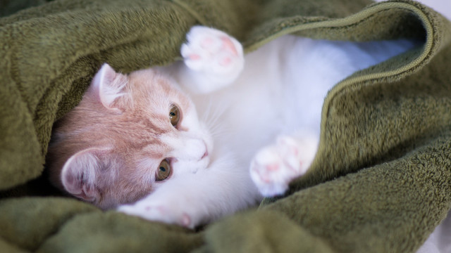 Cat green blanket cozy blurry free wallpaper - medium preview image