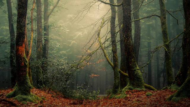 Forest trail misty nature vines free wallpaper - medium preview image