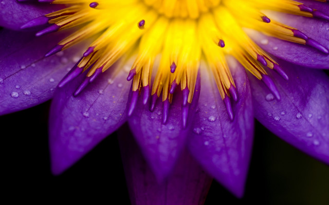 Purple flower water droplets macro #42 free wallpaper - medium preview image
