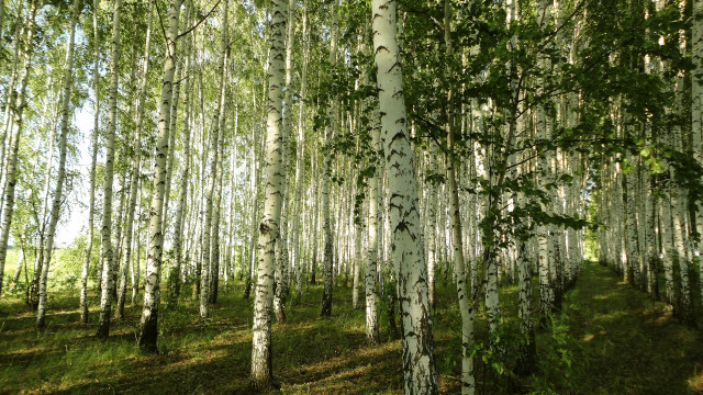 Forest grove nature woodcut architecture free wallpaper - medium preview image