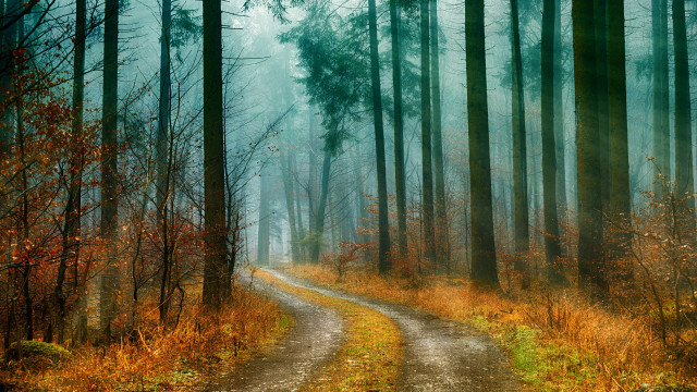 Dirt road forest trees autumn free wallpaper - medium preview image