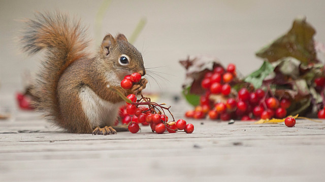 Squirrel berry leaves christmas reindeer free wallpaper - medium preview image