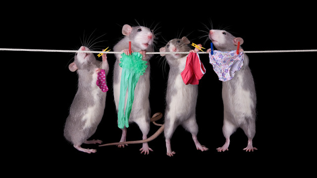 Three mice rat clothesline beatrix free wallpaper - medium preview image