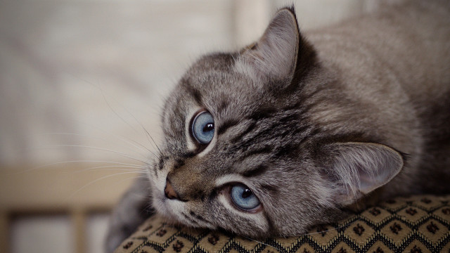 Curious blue eyed cat on #3 free wallpaper - medium preview image
