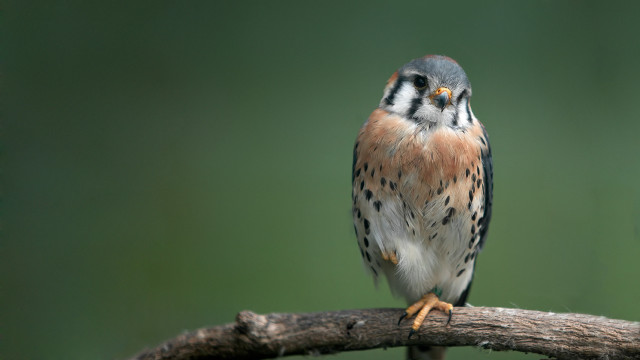 Bird perched owl green background free wallpaper - medium preview image