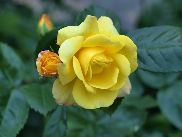 Yellow rose green leaves rococo free wallpaper - medium preview image