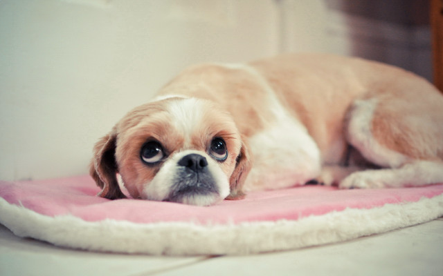 Small dog laying pink blanket free wallpaper - medium preview image