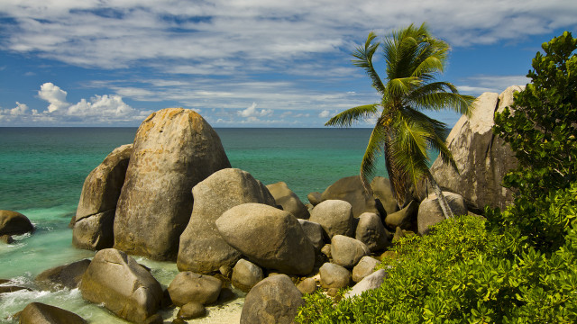 Palm tree rocky beach ocean #2 free wallpaper - medium preview image