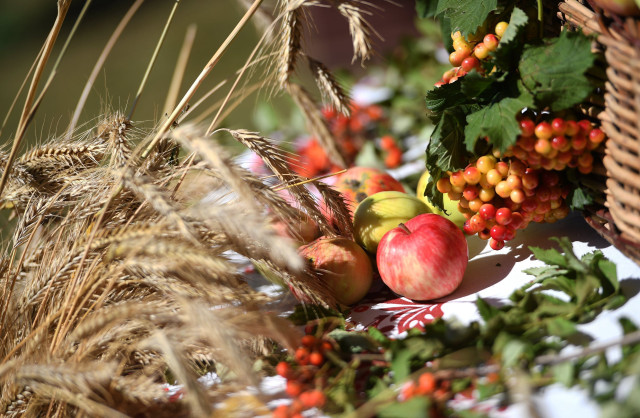 Harvest fall vibrant stilllife berries free wallpaper - medium preview image