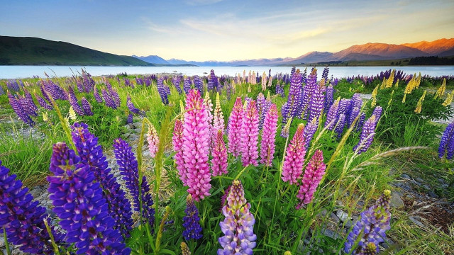Flower field mountains water lake free wallpaper - medium preview image