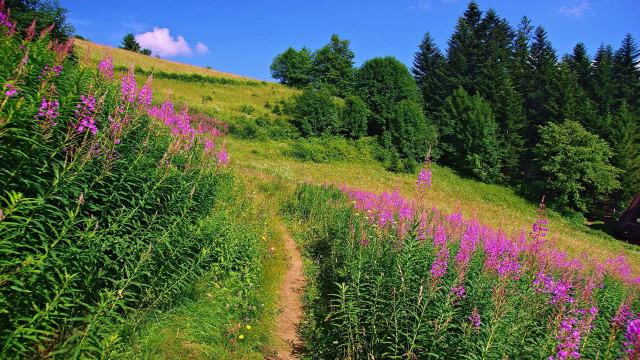 Grassy hill trail flowers trees free wallpaper - medium preview image