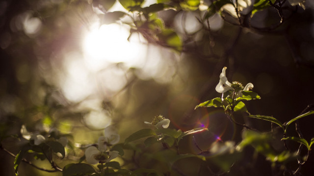 Tree flower branch sun glow free wallpaper - medium preview image