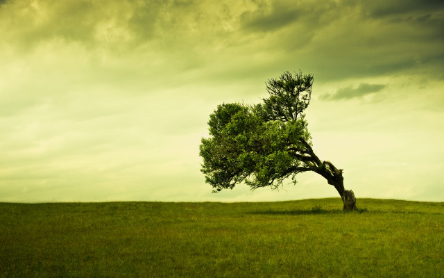 Lone tree grassy field cloudy #20 free wallpaper - medium preview image