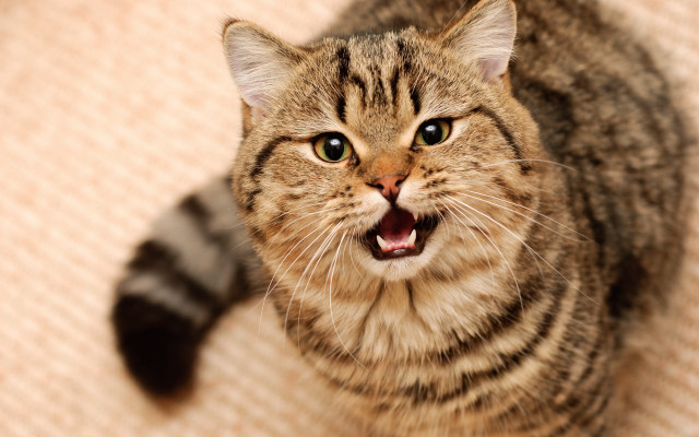 Cat yawning on couch animal free wallpaper - medium preview image