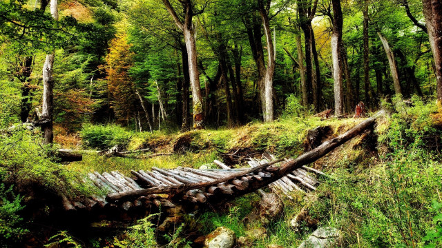 Fallen log forest path nature free wallpaper - medium preview image
