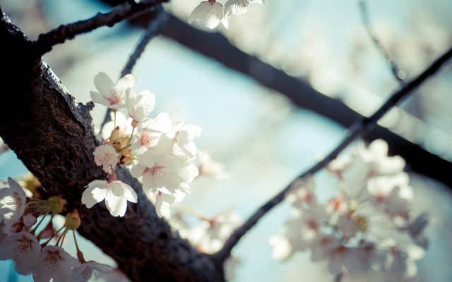 White flower tree cherry blossoms free wallpaper - medium preview image