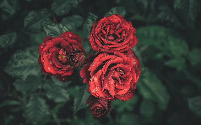 Red roses green leaves blurry free wallpaper - medium preview image