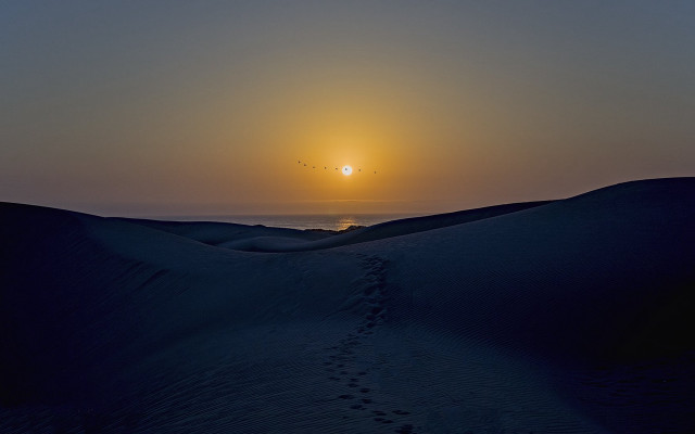 Sunset sandy beach footprints bird free wallpaper - medium preview image