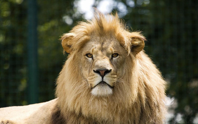 Lion mane fenced forest nature #2 free wallpaper - medium preview image