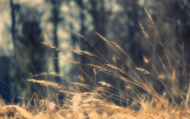 Sunlit field tallgrass tiltshift cityscape free wallpaper - medium preview image