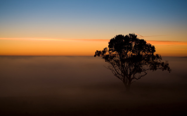 Foggy field tree sunset australian free wallpaper - medium preview image
