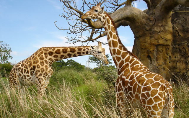 Giraffes tallgrass tree rockwall eating free wallpaper - medium preview image