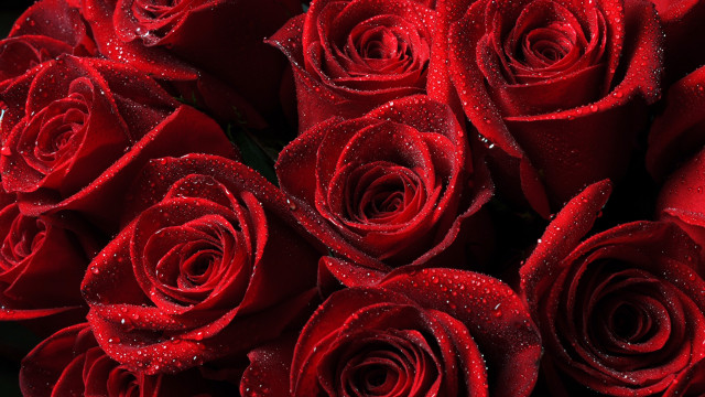 Red roses water droplets black #2 free wallpaper - medium preview image