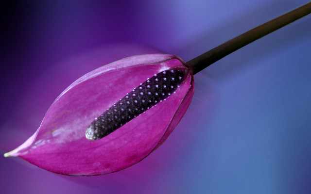 Pink flower black spot macro free wallpaper - medium preview image
