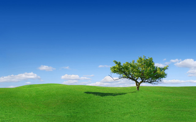 Lone tree green field blue #14 free wallpaper - medium preview image