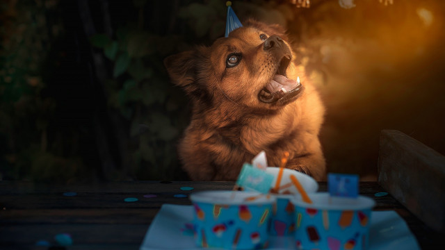 Dog birthday hat shiba cake free wallpaper - medium preview image