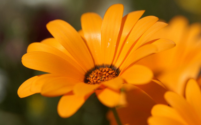 Yellow flower bokeh macro autumn free wallpaper - medium preview image