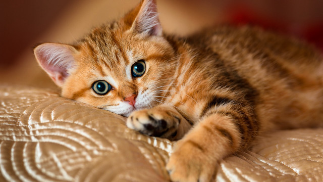 Kitten blue eyes pillow blurry free wallpaper - medium preview image