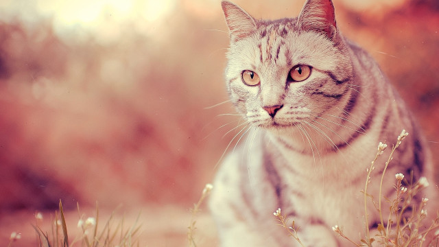 Cat flower field pastel sunset free wallpaper - medium preview image
