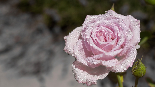 Pink rose water droplets green free wallpaper - medium preview image