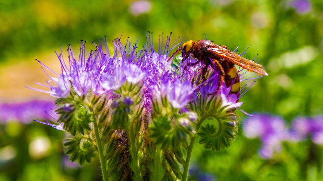 Bee purple flower grass bokeh free wallpaper - medium preview image
