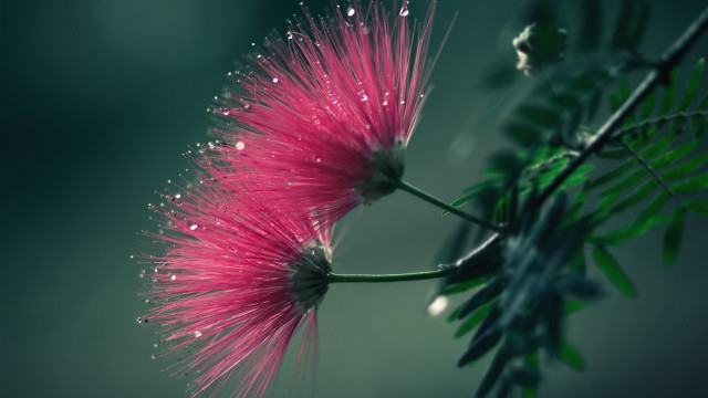 Pink flower water drops green free wallpaper - medium preview image