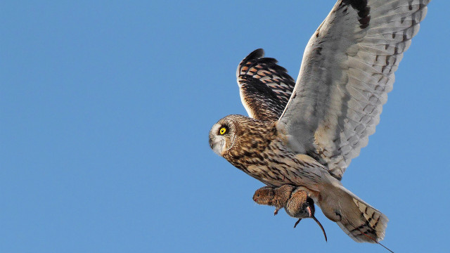 Bird spread wings surreal owl free wallpaper for desktop - medium preview image