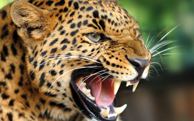 Leopard open mouth teeth blurry #2 free wallpaper - medium preview image
