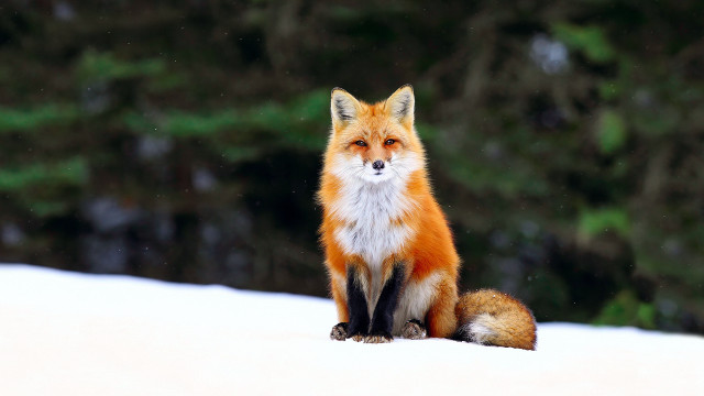 Red fox snow night star free wallpaper - medium preview image