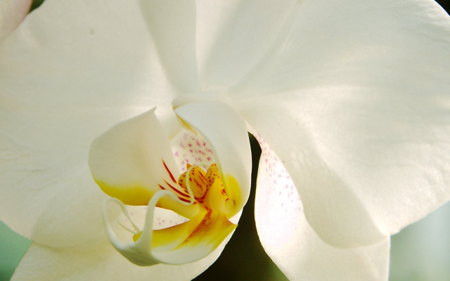 White flower yellow center green #4 free wallpaper - medium preview image