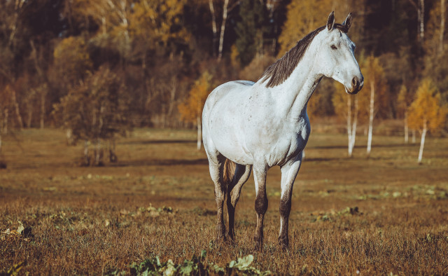 White horse field trees grass free wallpaper - medium preview image
