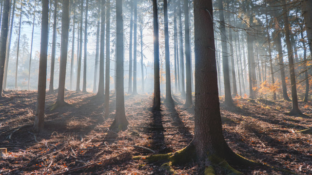 Forest sunbeam autumn leaves city free wallpaper - medium preview image