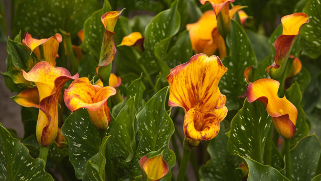 Flower water droplets summer vibrancy free wallpaper - medium preview image