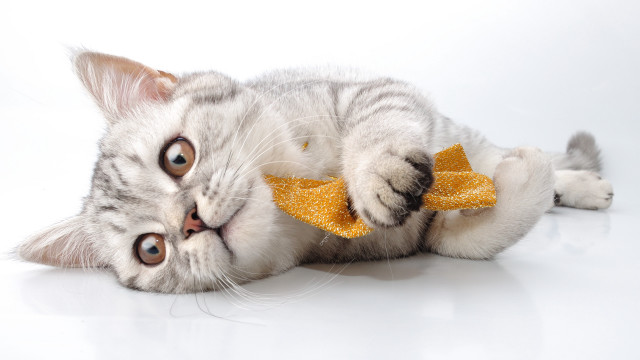 White cat yellow bow laying free wallpaper - medium preview image