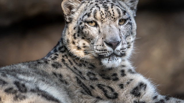Snow leopard serious look blurred free wallpaper - medium preview image