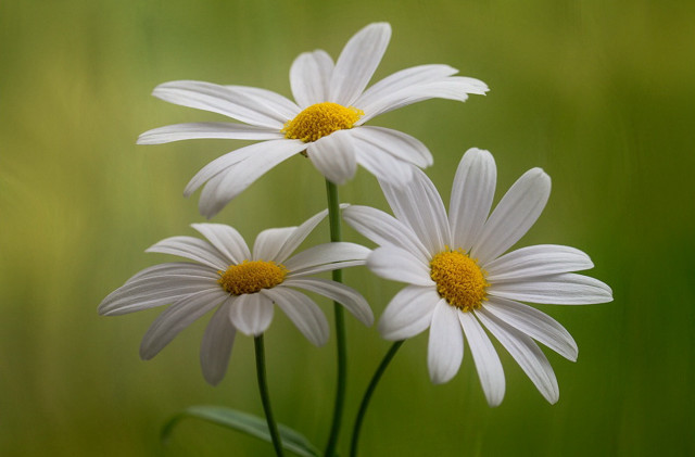 Three white daisies vase green free wallpaper - medium preview image
