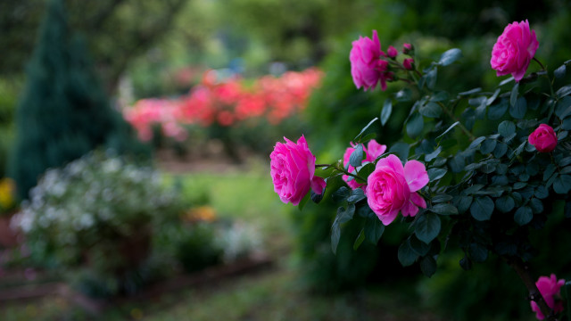 Pink rose garden bush bench free wallpaper - medium preview image